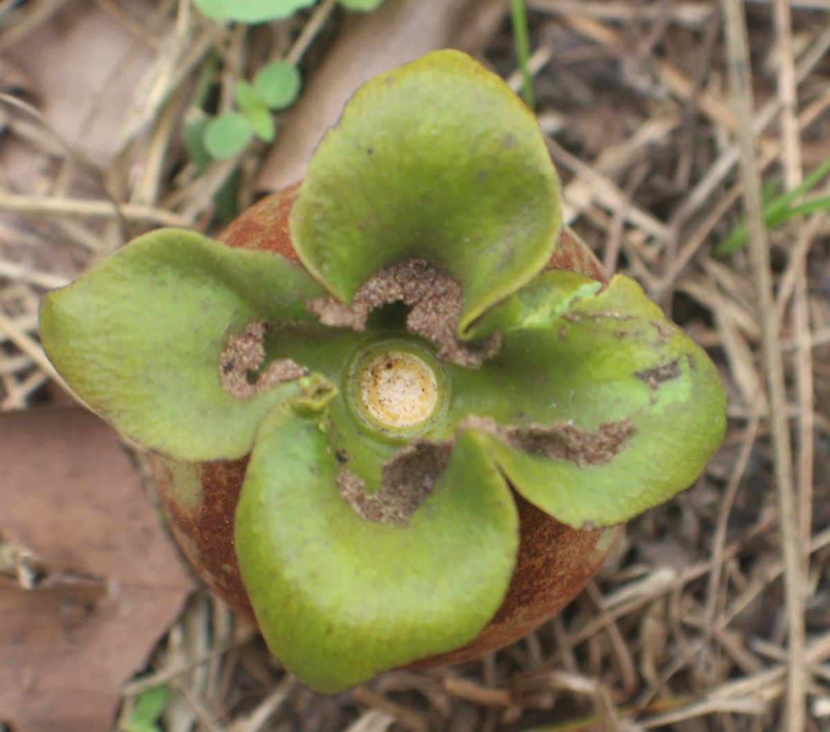 Diospyros malabarica (Desr.) Kostel.